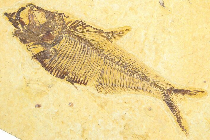 Detailed Fossil Fish (Diplomystus) - Wyoming #360748